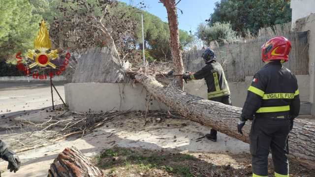 Vigili Del Fuoco Alberi Caduti