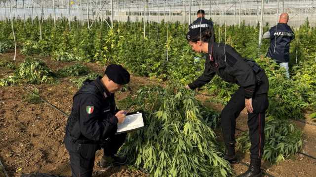 CANNABIS SEQUESTRATA MONASTIR