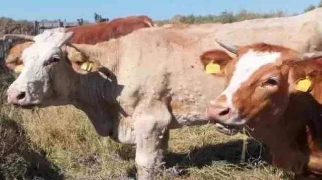 Dermatite Dei Bovini Mucca