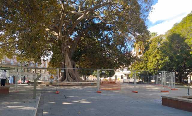 Ficus Piazza Matteotti