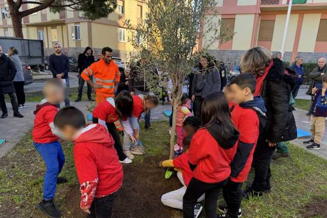 La Messa A Dimora Dellulivo