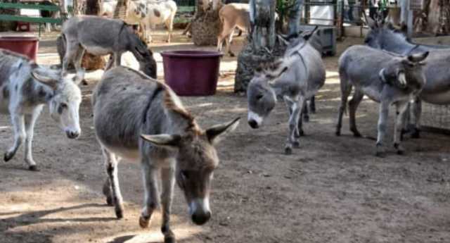 L'Isola dei ciuchini di Uta chiude: 