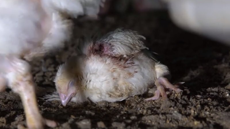 Pulcino Pollo Allevamento