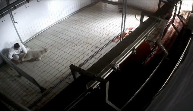 Agnello Legato Macello Lazio