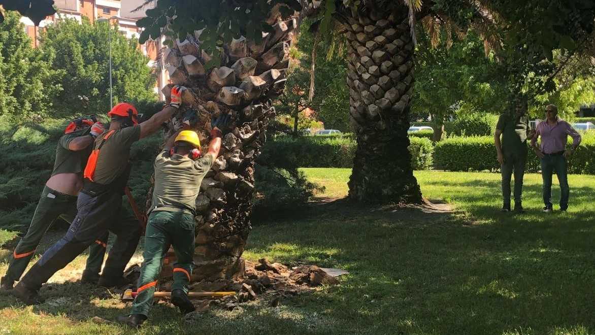 Punteruolo Rosso Oristano Palme 2 Punteruolo-rosso-Oristano-Palme-2