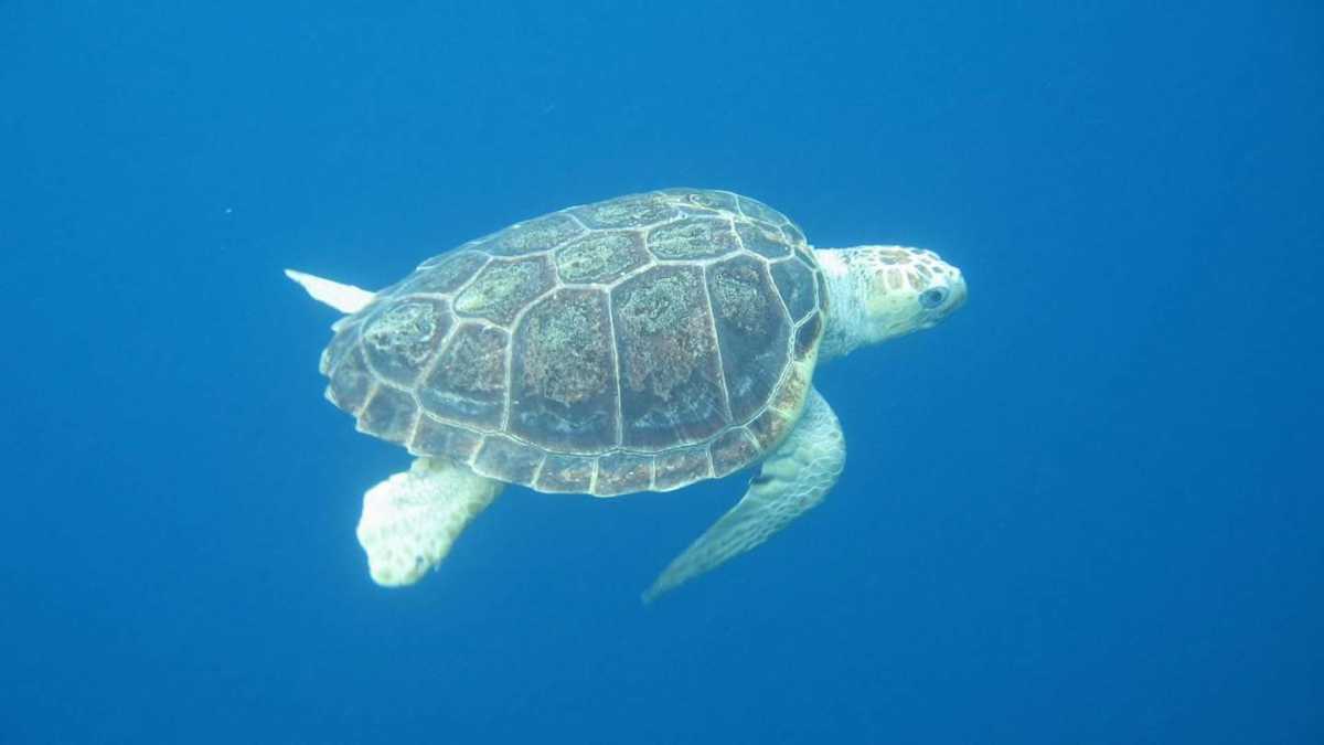 Caretta-Caretta-Pula-