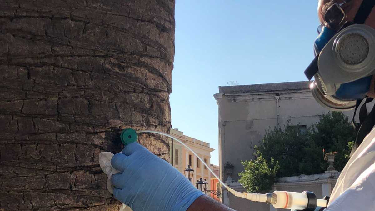 Punteruolo Rosso Oristano punteruolo-rosso-oristano