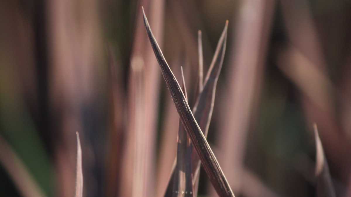 Riso Gioiello Passiu 2 riso-gioiello-passiu-2