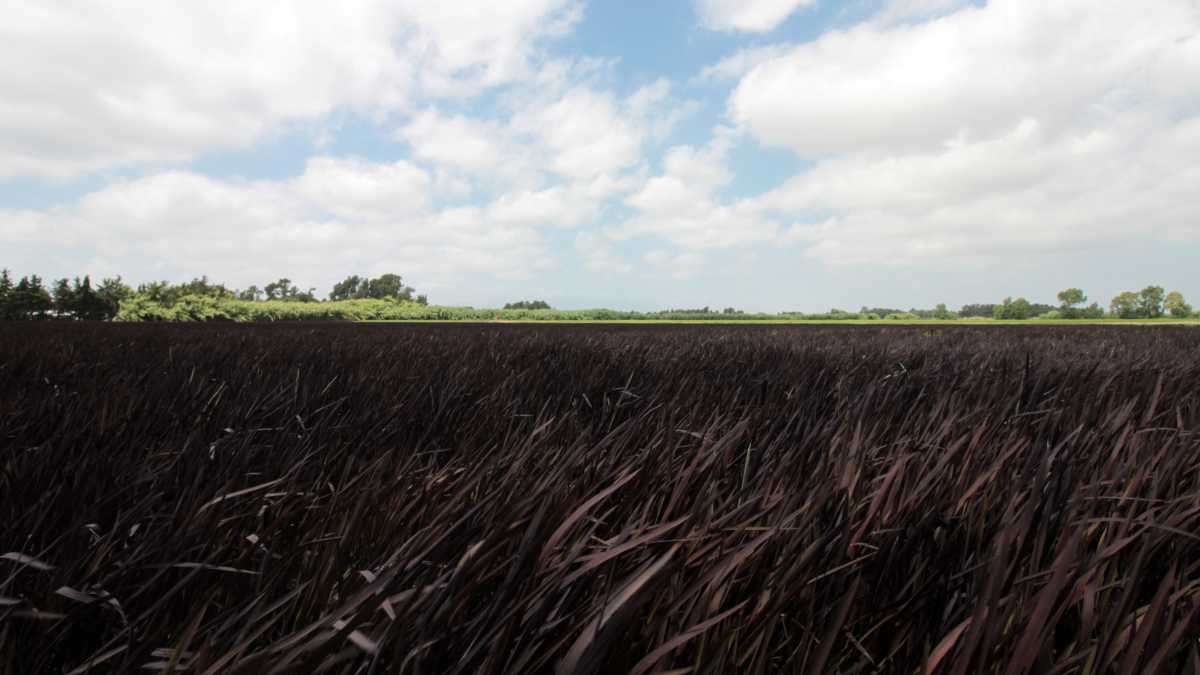 Riso Gioiello Passiu riso-gioiello-passiu