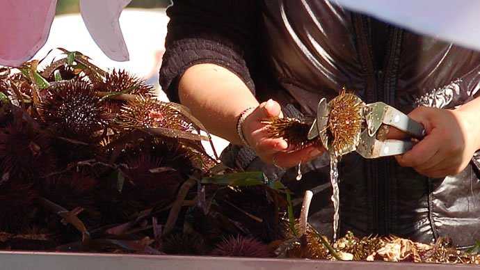 Ricci-di-mare-ricciai