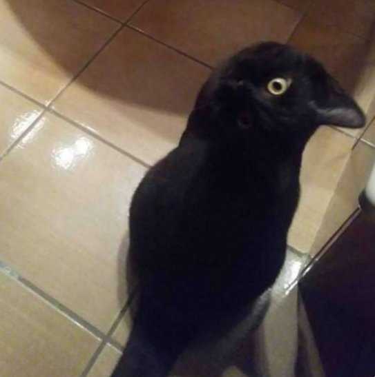 Gatto Uccello Grande Illusione Ottica Gatto-uccello-grande-illusione-ottica