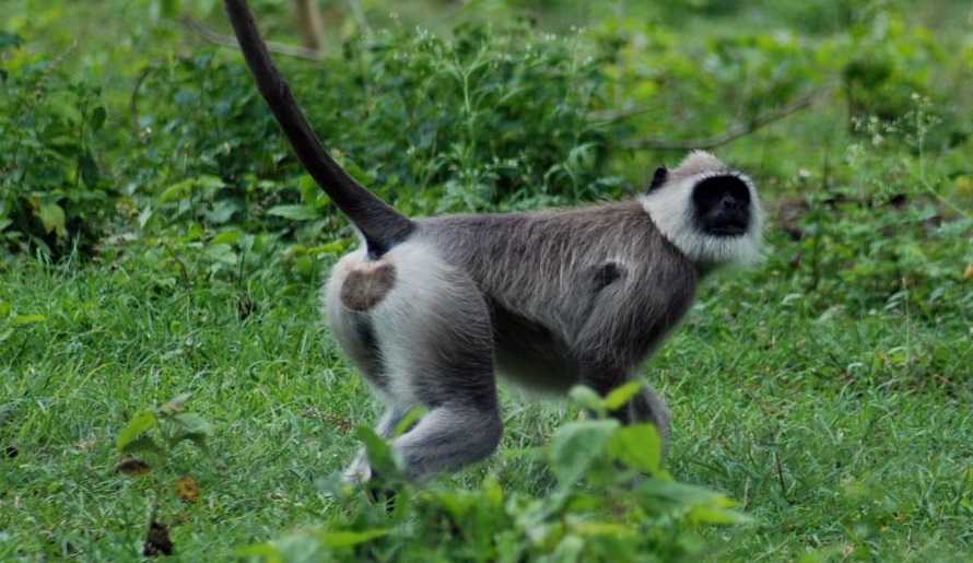 himachal-langur-conflict