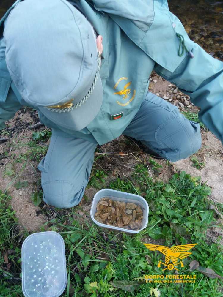 Tritone Sardo 2 Tritone-sardo-2