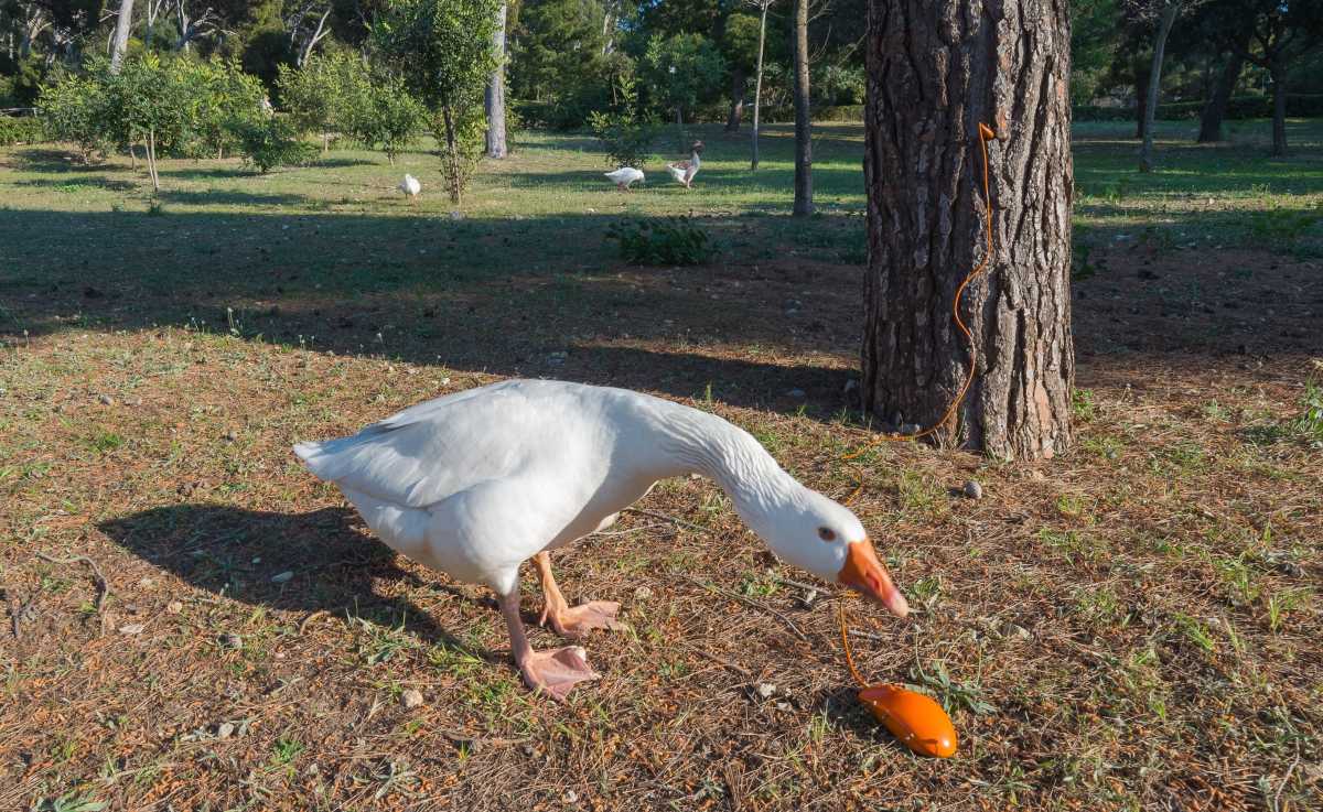 Mouse Albero 2 Mouse-albero-2