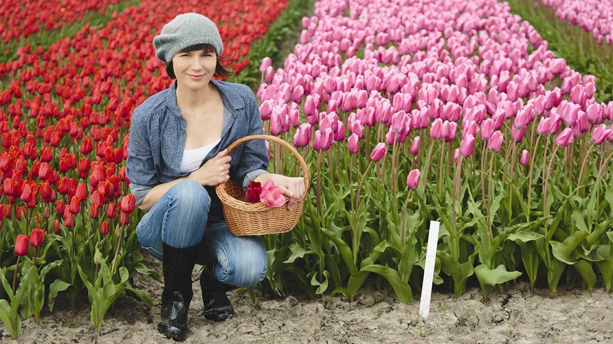 tulipani-in-sardegna