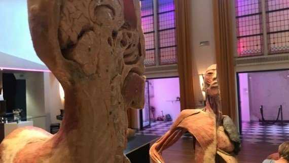 bodies-exhibition