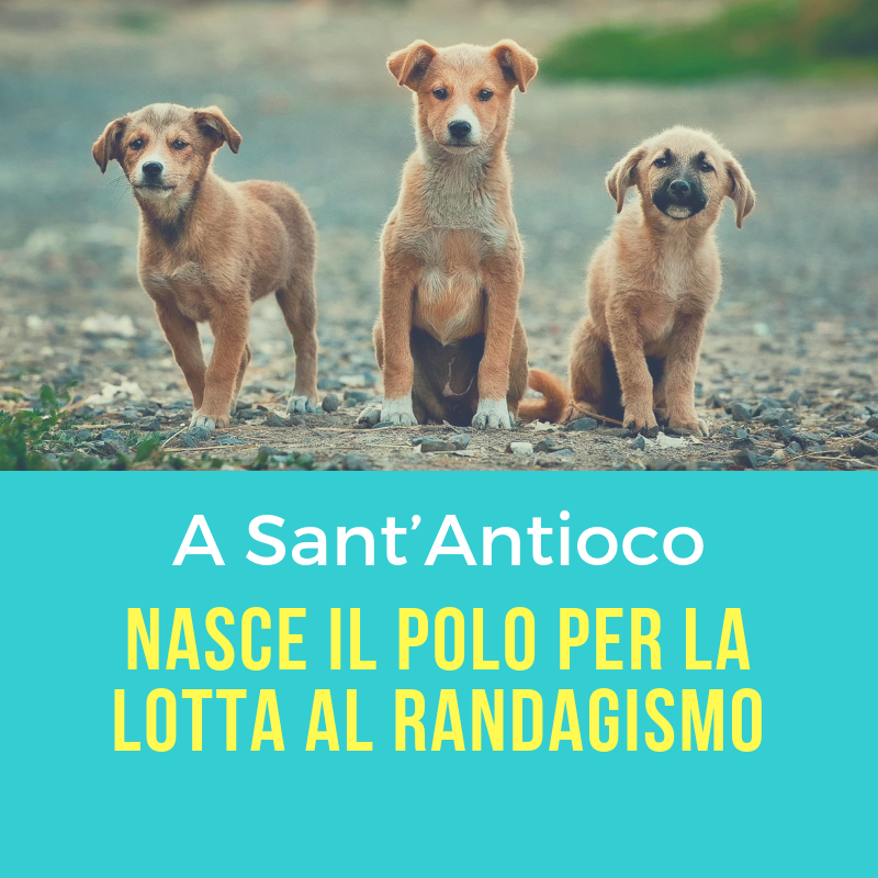Campagna-sterilizzazione-Cani