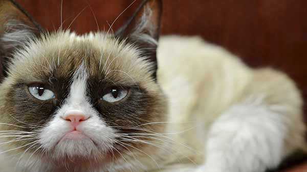 grumpy-cat