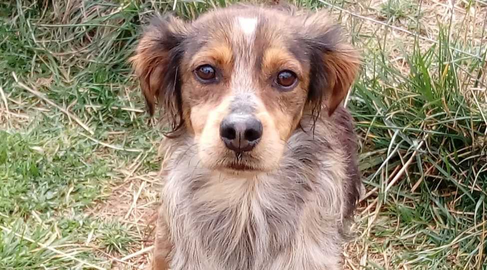 Astro-comune-Cagliari-canile