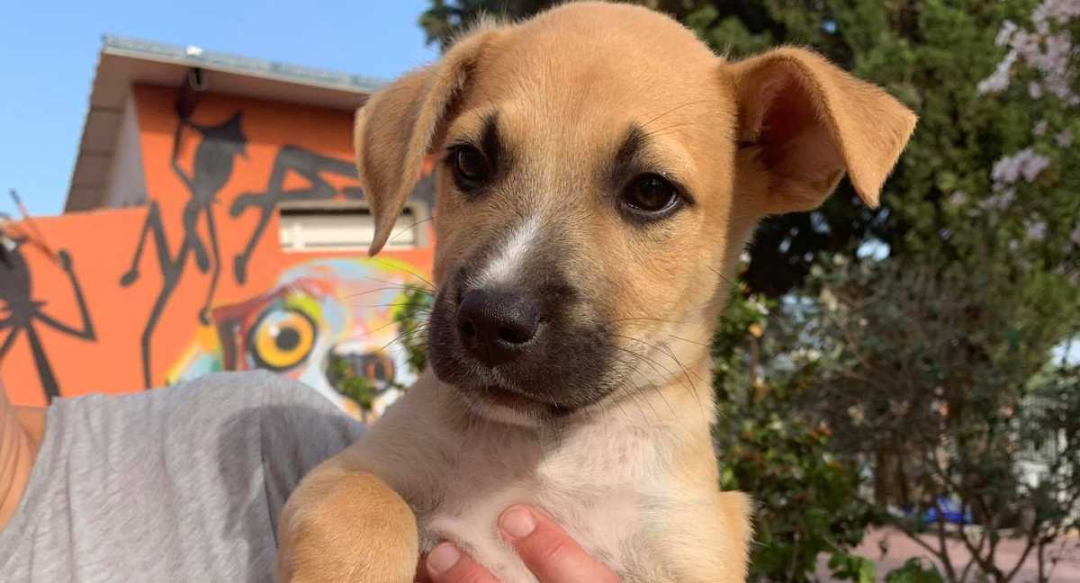 Canile Shardana Canile-Shardana