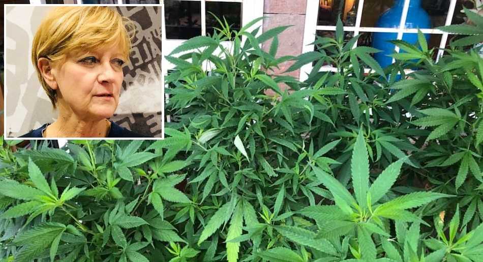 BERNARDINI MARIJUANA bERNARDINI-mARIJUANA