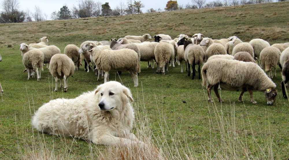 cane-da-guardia-gregge