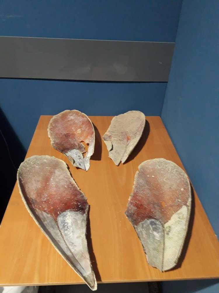 Pinna Nobilis Pinna-nobilis