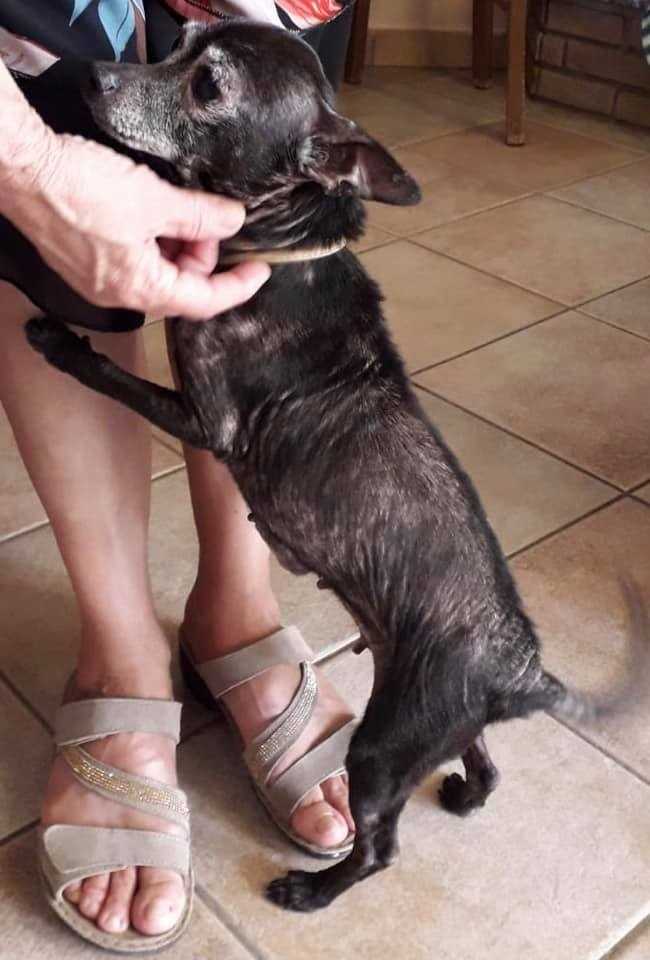 Cagnetta-dopo-9-anni