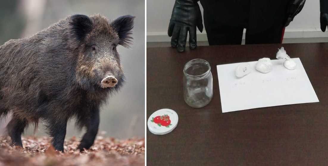 Cinghiale-cocaina