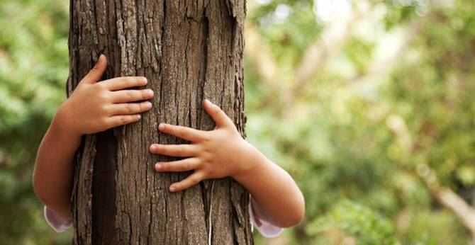 Albero Nascita albero-nascita