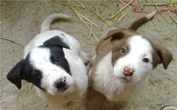 cuccioli-in-canileO5