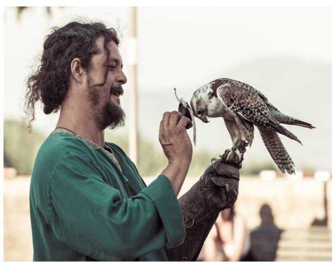 Falconiere falconiere