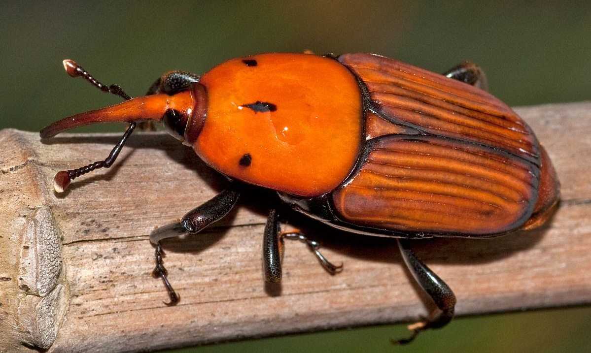 Punteruolo-rosso-111