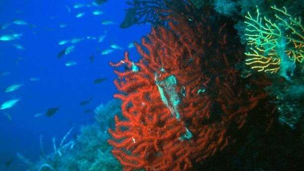 Corallo Rosso corallo-rosso