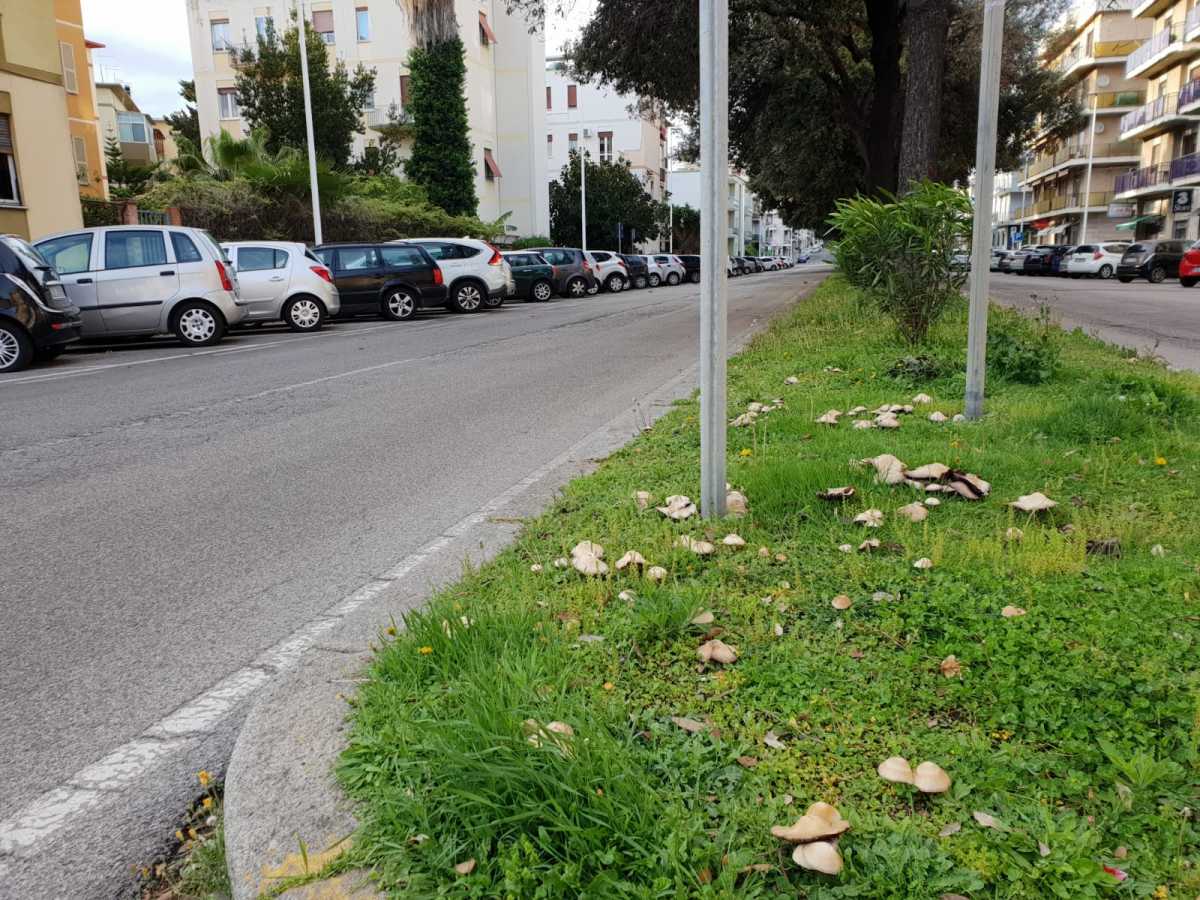 Funghi-via-Scano
