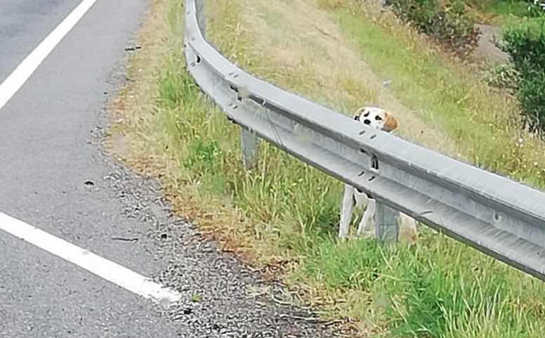 Cane-abbandonato-pedemontana