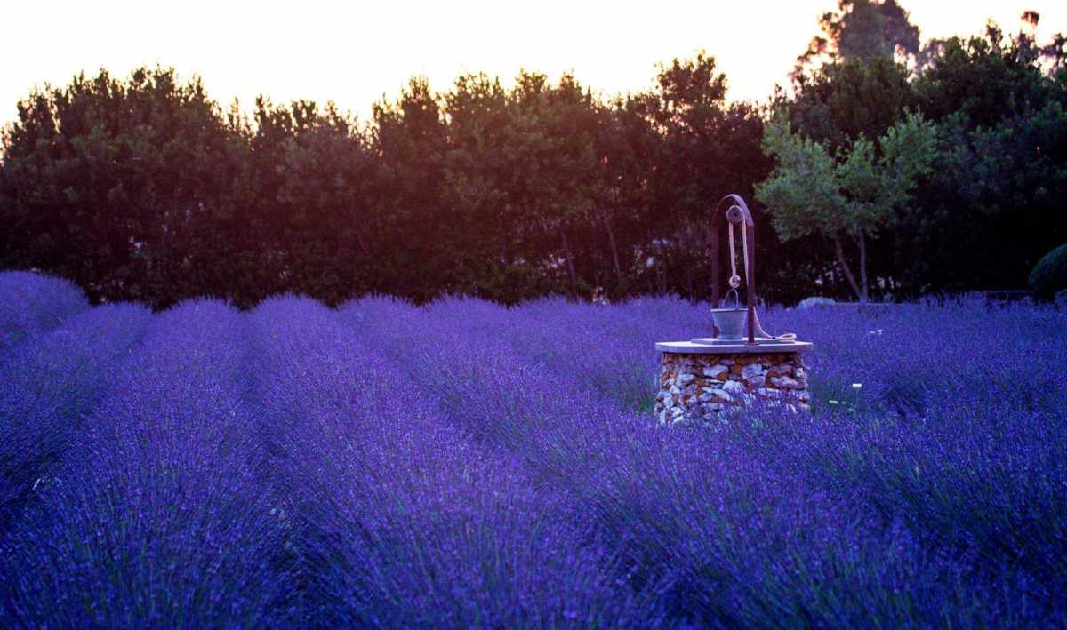 Campo-di-lavanda