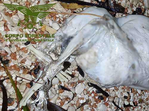 Foca Monaca 2 Foca-monaca-2