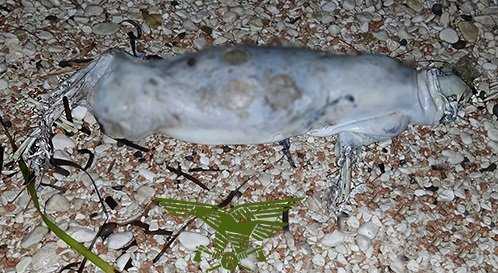 Piccolo Foca Monaca Piccolo-foca-monaca