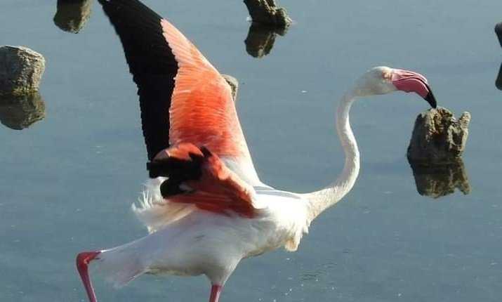 FENICOTTERO FENICOTTERO