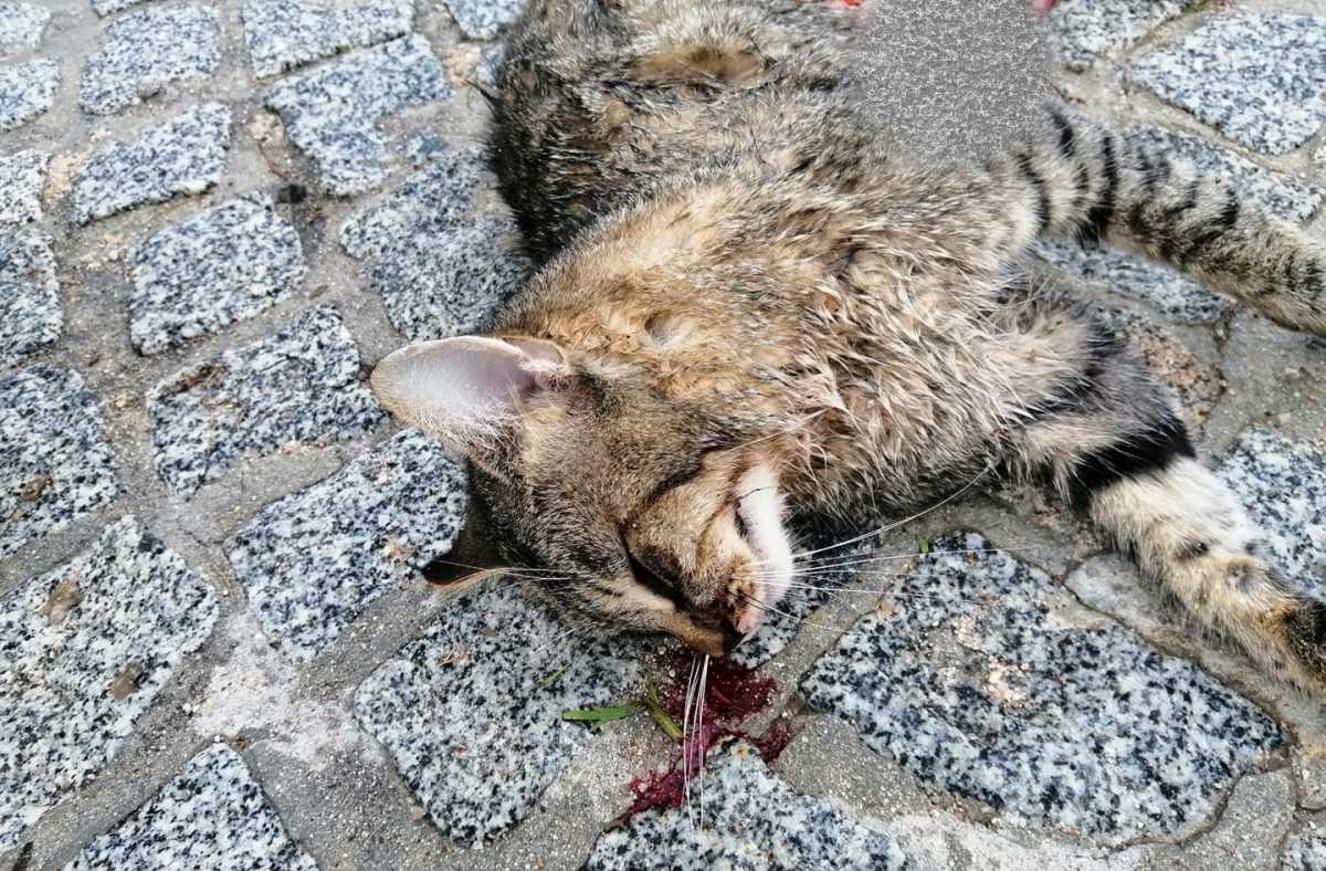 Gatto-ucciso