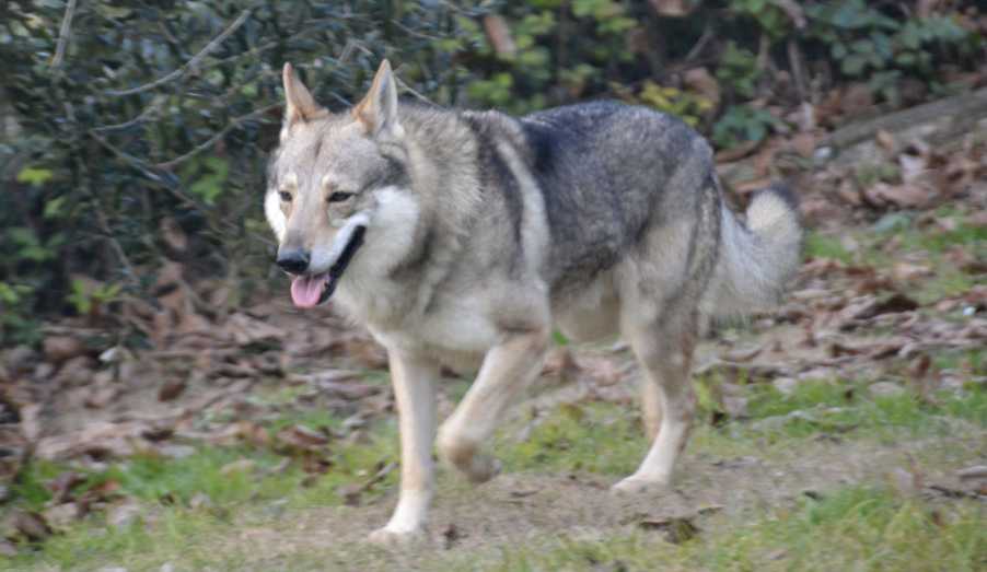 cane-lupo-cecoslovacco