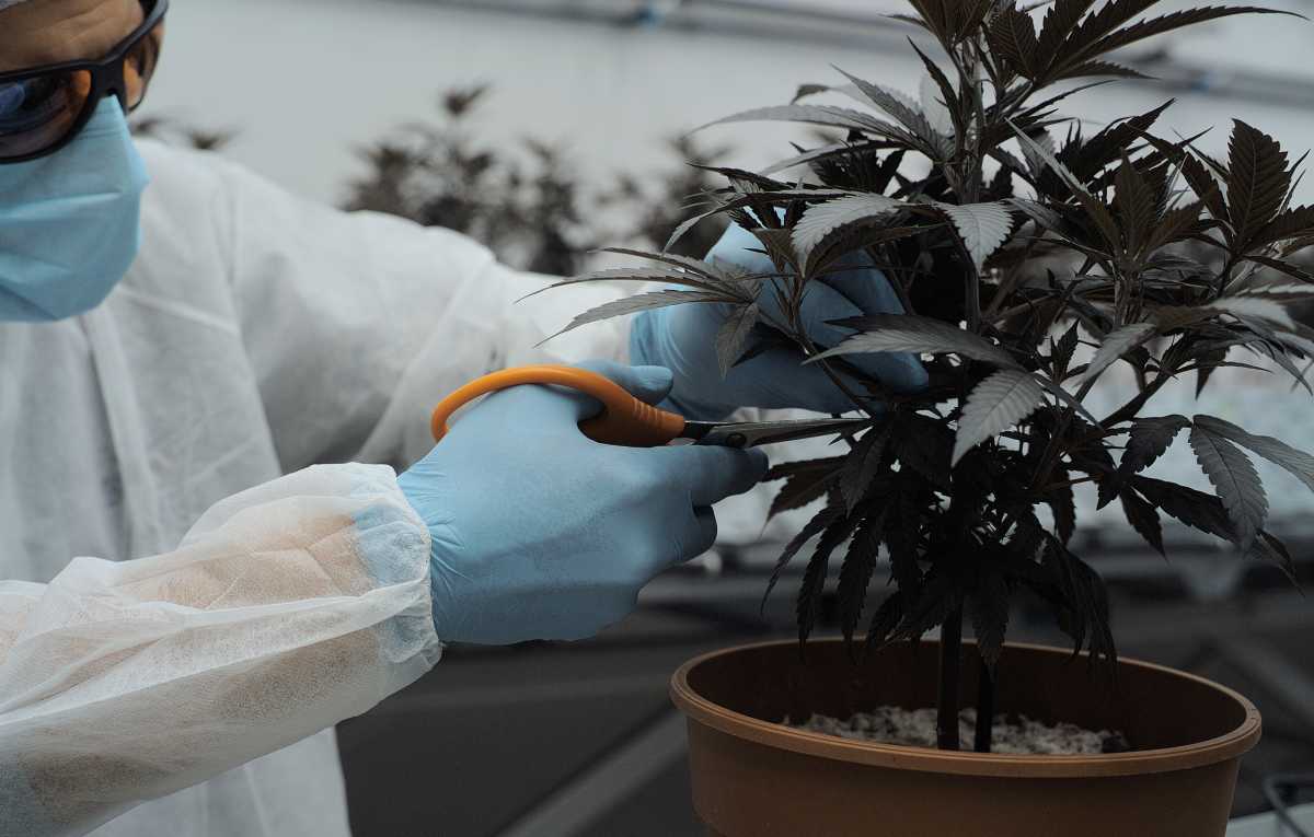 cannabis-terapeutica