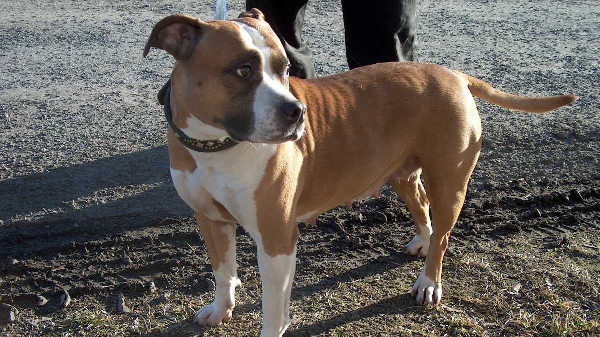 AmericanStaffordshireTerrierbitch