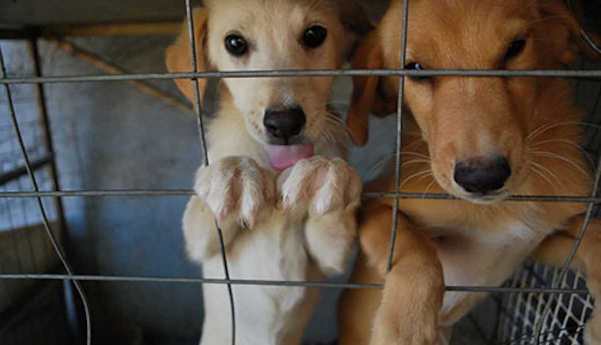 canile-trovatelli