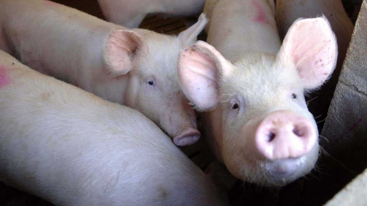 vietato-tenere-amnimali