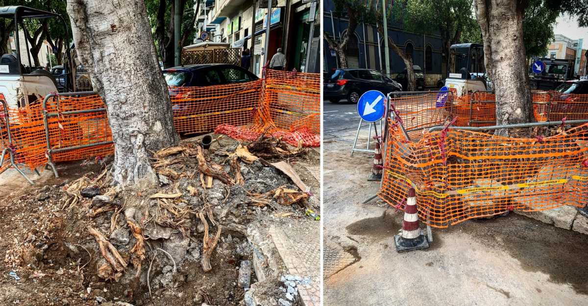 Albero-viale-Trieste