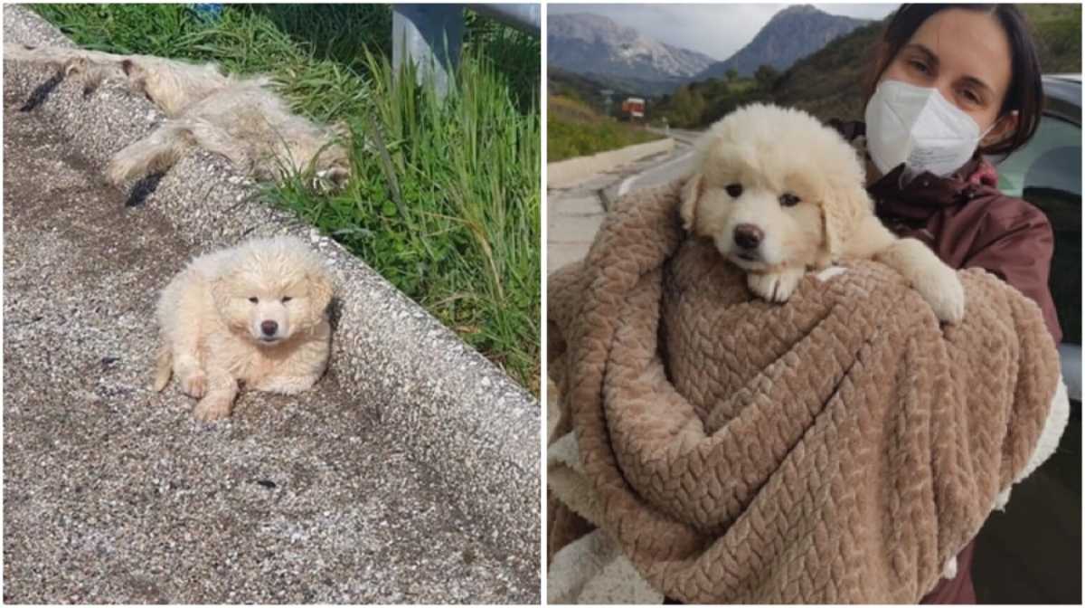 cucciolo-bordo-strada