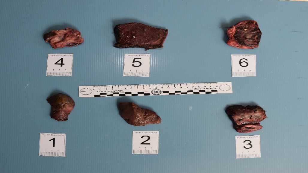 esche---foto-scientifica