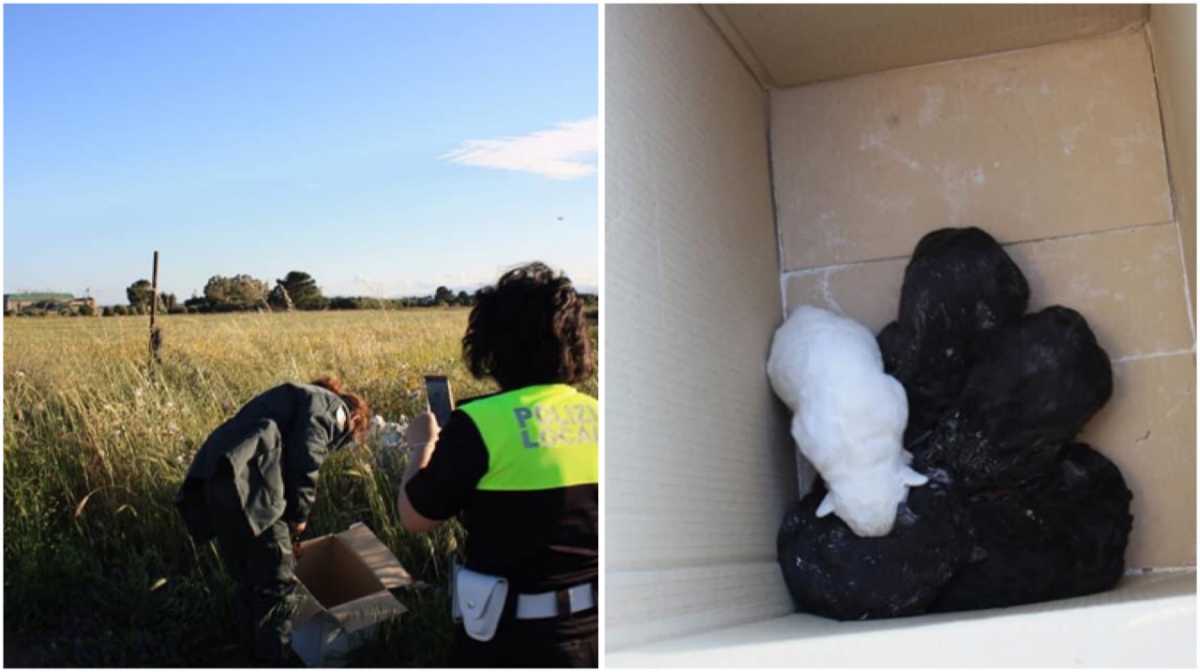 campagna-polizia-cuccioli-mara